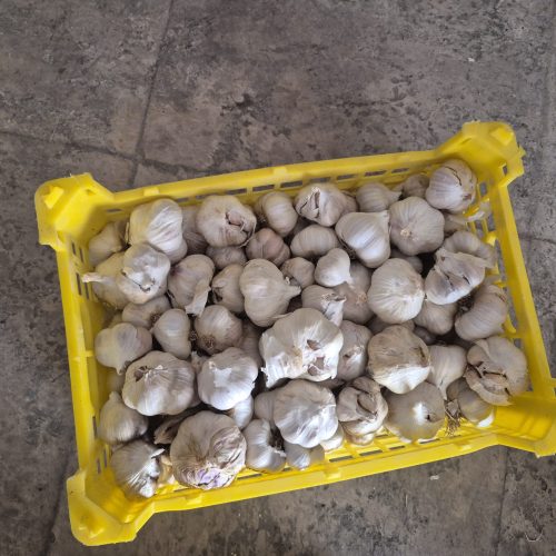 سیر