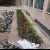 خدمات باغبانی هرسکاری گل کاری و تعویض خاک‌گلدون در منزل