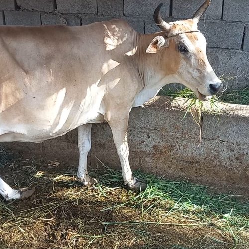 فروش گابه،زایده،