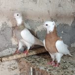 کبوتر‌کلفه