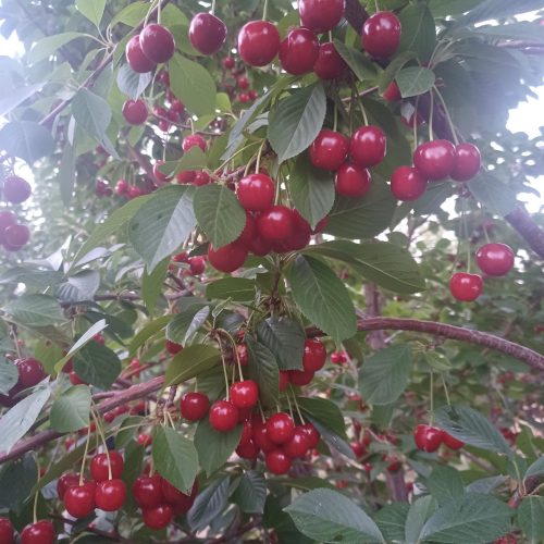 فروش باغ آستانه فوری