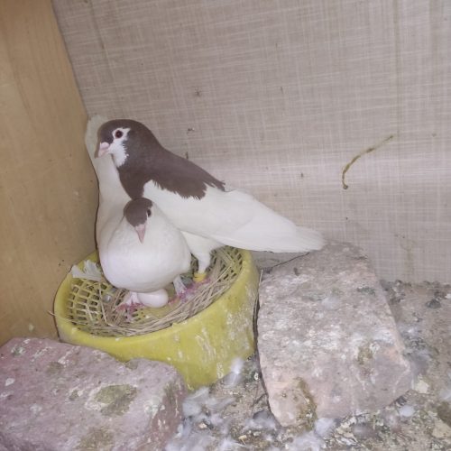 چند عدد کفتر