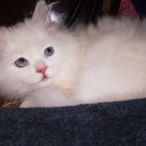 گربه پرشین ماده زیبا و باهوش