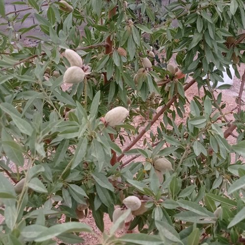 فروش باغ های 500 و1000 متری