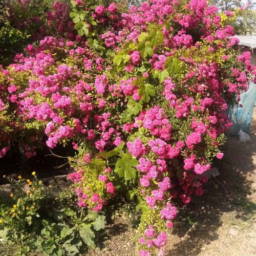 خانه بسیار تمیز