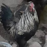 خروس محلی تزیینی