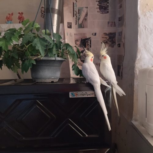 یک جفت عروس هلندی بالغ وسخنگو