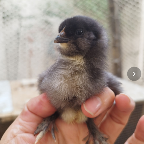 تخم نطفه‌دار پلیموت راک و مرندی