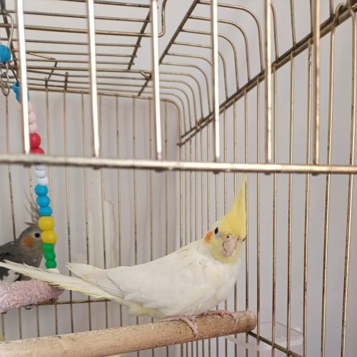 یک جفت عروس هلندی