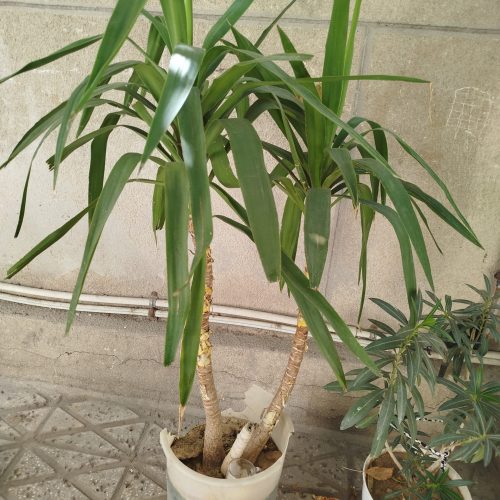 گل های خانگی