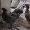 فروش 5 عدد مرغ لاری اصیل