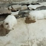 جفت خروگوش لوپ