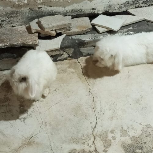 جفت خروگوش لوپ