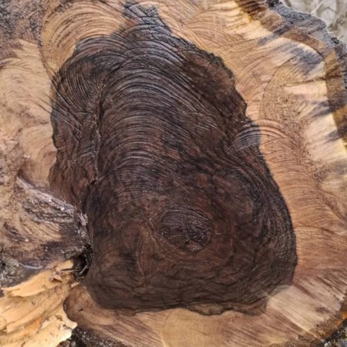 خرید چوب گردو کهنسال قطر بالا