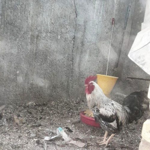 پنج تا خروس محلی چاق و چله