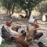 مرغهای تخم گذارگلپایگان برای جوجه کشی وتضمینی سلامت تخمها