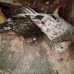 کبوتر سرور اصل