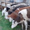 مرکز خرید و فروش انواع گوساله های نروماده