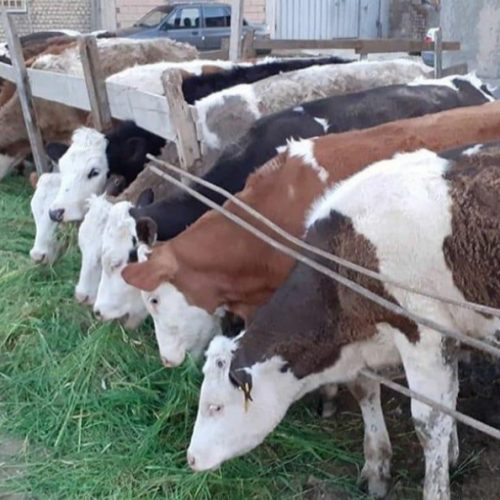 مرکز خرید و فروش انواع گوساله های نروماده