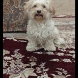 سگ شتیزو 2 ساله