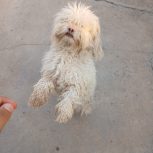 سگ شیتزو تریر خونگی واکسن زده