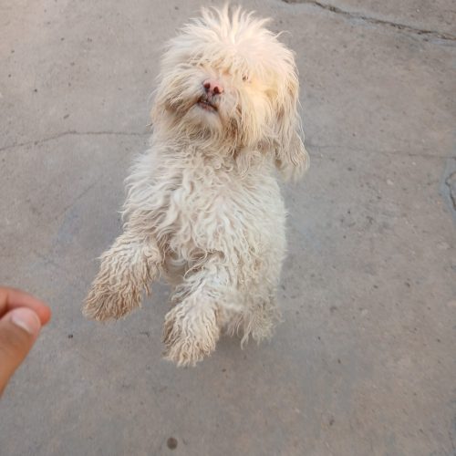 سگ شیتزو تریر خونگی واکسن زده