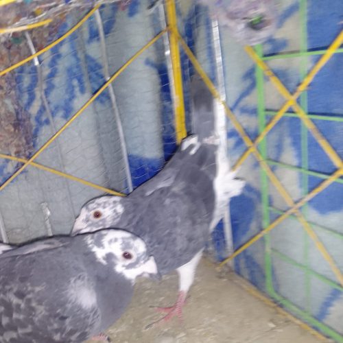 10 تا پرنده درجه یک