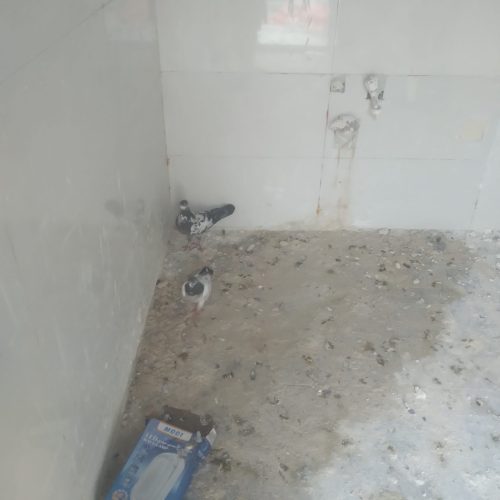 کبوتر پرنده