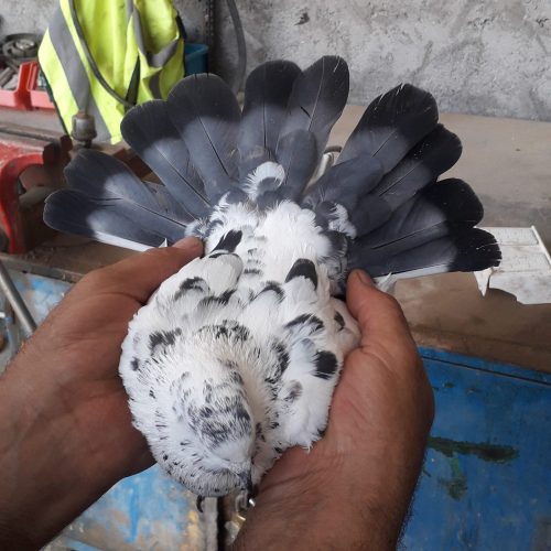 کبوتر پرشی سالم