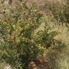 فروش باغچه 300 متری واقع در خدیجه خاتون