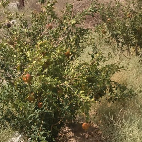 فروش باغچه 300 متری واقع در خدیجه خاتون