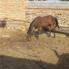 کره اسب