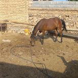 کره اسب