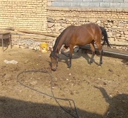 کره اسب
