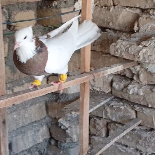 طوقی سرخ هفرنگ