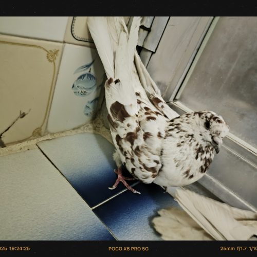 فروش کبوتر کاشانی