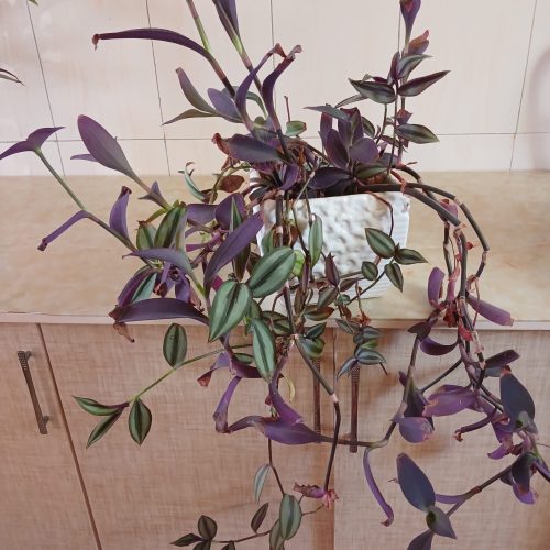 تعدادی گل به قیمت مناسب