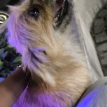 سگ خانگی واگزاری