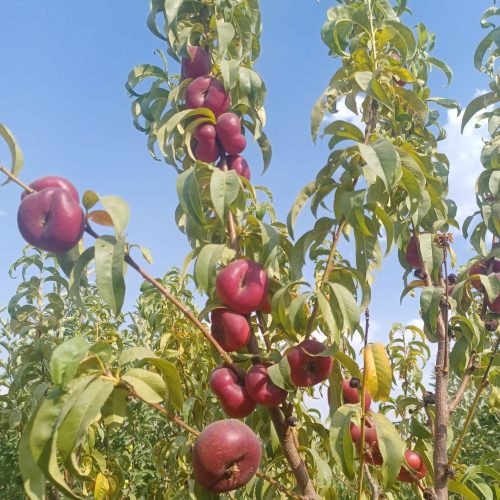 فروش باغ
