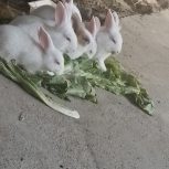 خرگوش خانگی