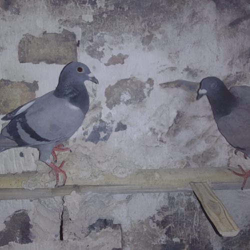 10 تا پرنده درجه یک