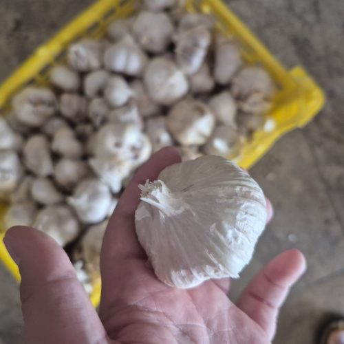 سیر