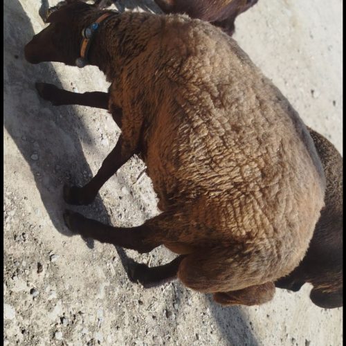 قوچ شیشک همو