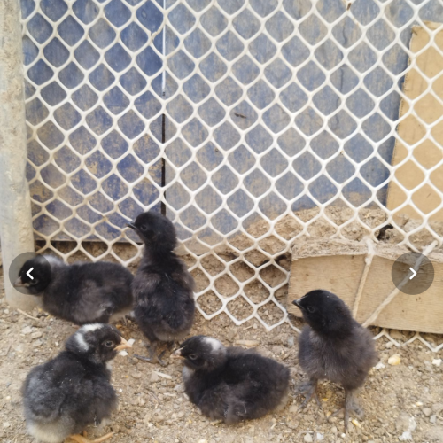 تخم نطفه‌دار پلیموت راک و مرندی