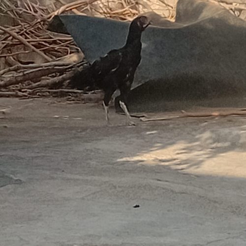 مرغ لاری همچی تمام فروشی سالم