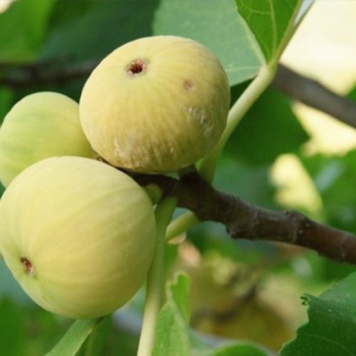 هزار متر مربع باغ فروشی