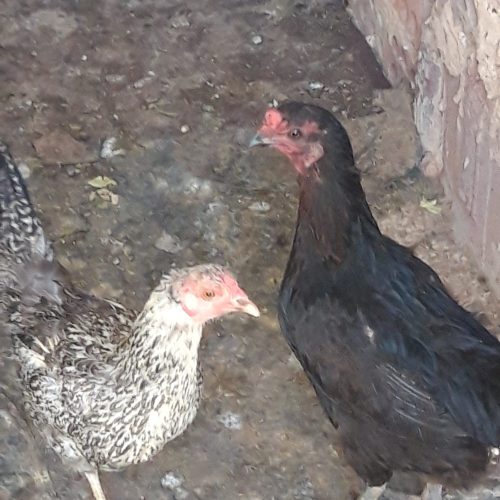 مرغ وخروس محلی