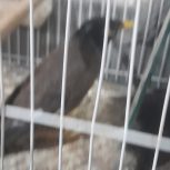 مرغ مینا پرحرف فروشی