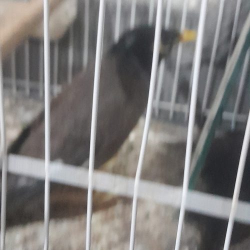 مرغ مینا پرحرف فروشی