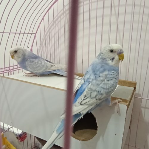 فروش یک جفت مرغ عشق پروانه ای